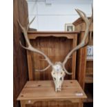 A STAGS SKULL AND ANTLERS