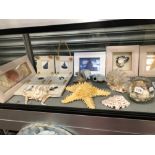 A COLLECTION OF FRAMED AND LOOSE SEA SHELLS TOGETHER WITH A MIRROR