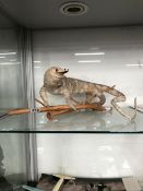 A TAXIDERMY LIZARD PRESERVED ON A WOODEN BRANCH