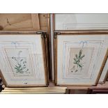 FIVE VINTAGE COLOUR BOTANICAL PRINTS IN BESPOKE MOUNTS AND FRAMES TOGETHER WITH VARIOUS OTHER