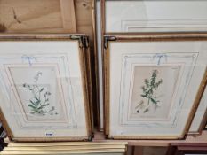 FIVE VINTAGE COLOUR BOTANICAL PRINTS IN BESPOKE MOUNTS AND FRAMES TOGETHER WITH VARIOUS OTHER