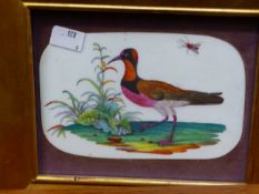 AN INTERESTING 19th C. ORNITHOLOGICAL STUDY ON A PORCELAIN PLAQUE. 11 x 17cms
