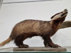 A TAXIDERMY BADGER STANDING ON A WOODEN BOARD