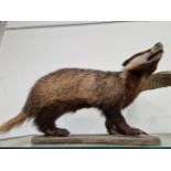 A TAXIDERMY BADGER STANDING ON A WOODEN BOARD