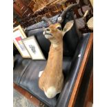 TAXIDERMY AFRICAN ANTELOPE HEAD AND SHOULDER MOUNT