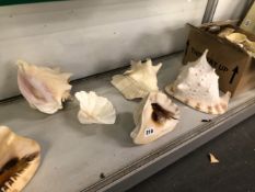 A COLLECTION OF CONCH AND OTHER SEA SHELLS