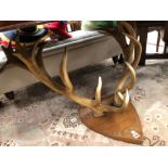 TAXIDERMY, AN IMPRESSIVE PAIR OF ANTLERS ON HARDWOOD SHIELD.