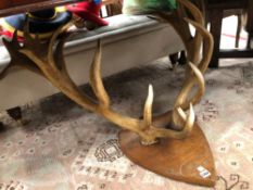 TAXIDERMY, AN IMPRESSIVE PAIR OF ANTLERS ON HARDWOOD SHIELD.