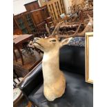 TAXIDERMY A POSSIBLY SIKA DEER MOUNT WITH ANTLERS