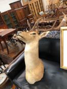 TAXIDERMY A POSSIBLY SIKA DEER MOUNT WITH ANTLERS
