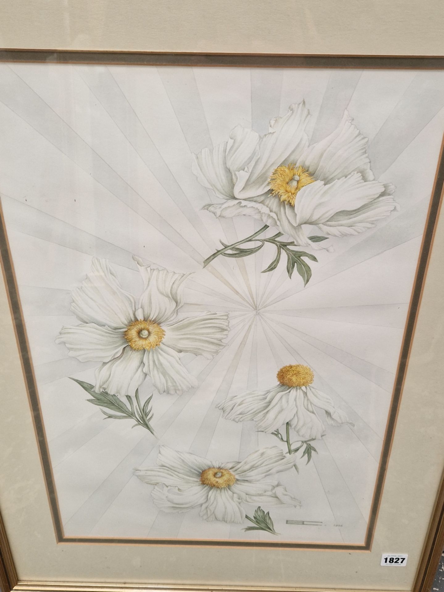 ROMNEYA COULTERI TWO WATERCOLOURS OF FLORAL SUBJECTS, SIGNED. LARGEST 54 x 37cms (2)