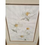 ROMNEYA COULTERI TWO WATERCOLOURS OF FLORAL SUBJECTS, SIGNED. LARGEST 54 x 37cms (2)