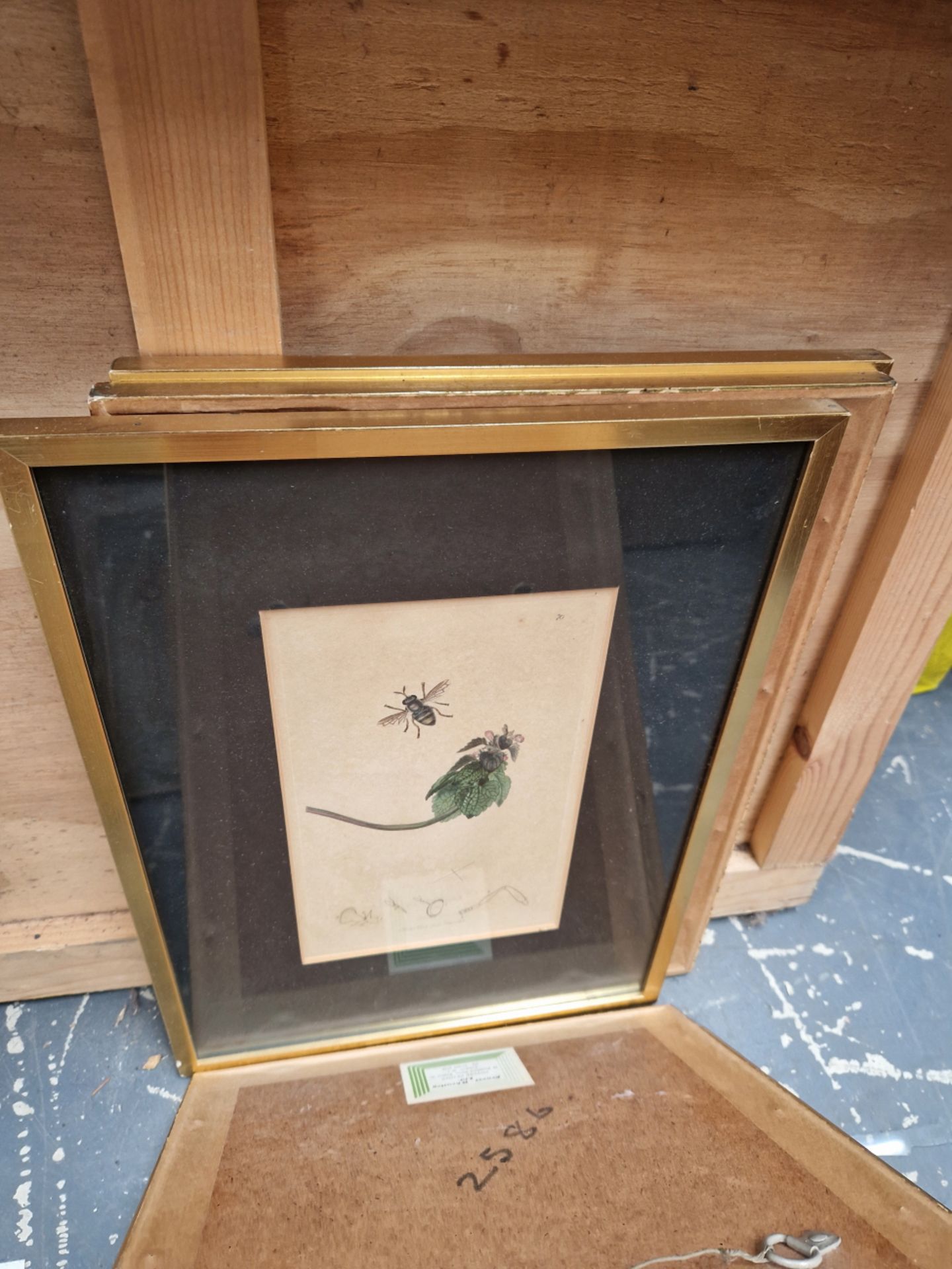 SIX 19th CENTURY HAND COLOURED BOTANICAL PRINTS, GILT FRAMES. TOGETHER WITH TWO WATERCOLOURS OF - Image 7 of 8