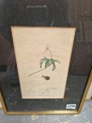 SIX 19th CENTURY HAND COLOURED BOTANICAL PRINTS, GILT FRAMES. TOGETHER WITH TWO WATERCOLOURS OF