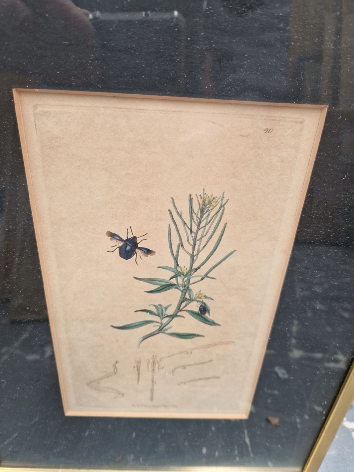 SIX 19th CENTURY HAND COLOURED BOTANICAL PRINTS, GILT FRAMES. TOGETHER WITH TWO WATERCOLOURS OF - Image 4 of 8