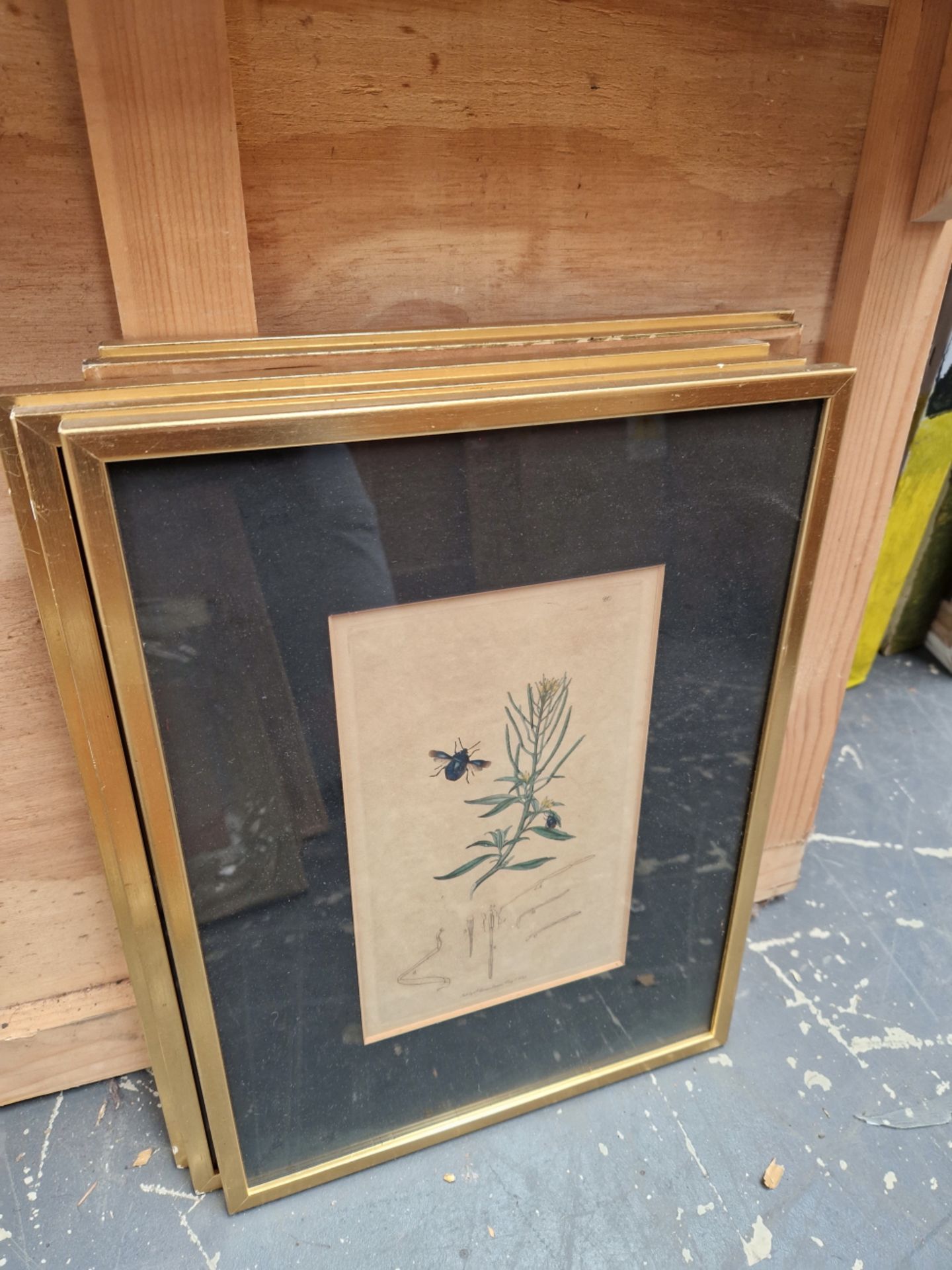 SIX 19th CENTURY HAND COLOURED BOTANICAL PRINTS, GILT FRAMES. TOGETHER WITH TWO WATERCOLOURS OF - Image 5 of 8