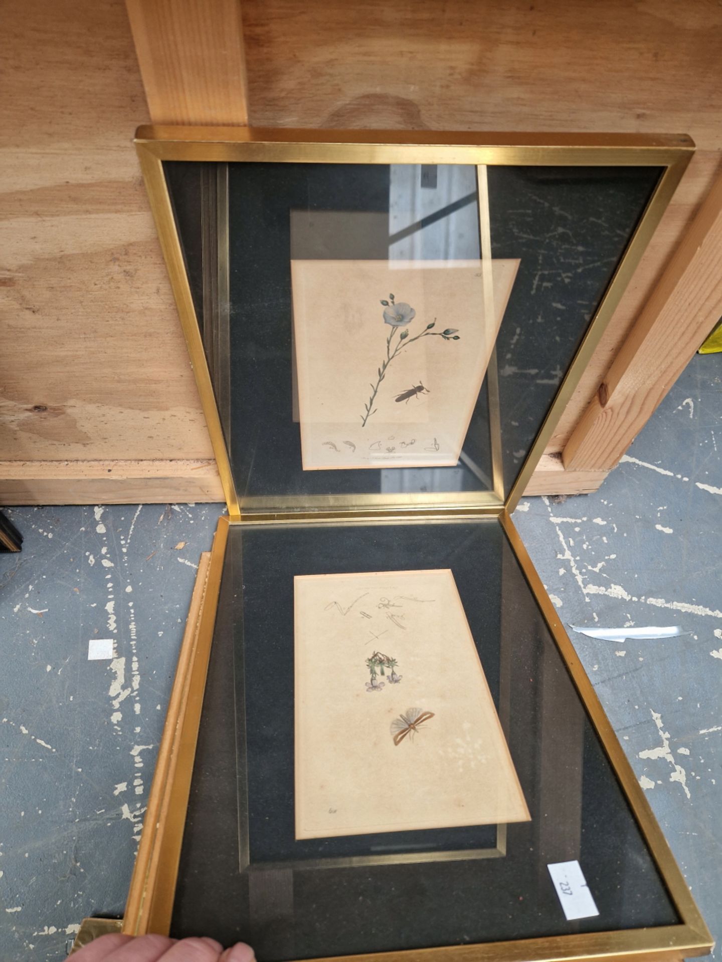 SIX 19th CENTURY HAND COLOURED BOTANICAL PRINTS, GILT FRAMES. TOGETHER WITH TWO WATERCOLOURS OF - Image 8 of 8
