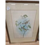 TWO VINTAGE ORNITHOLOGICAL COLOUR PRINTS (2)