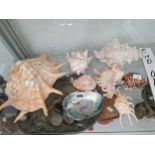 A COLLECTION OF EIGHT EXOTIC SEA SHELLS