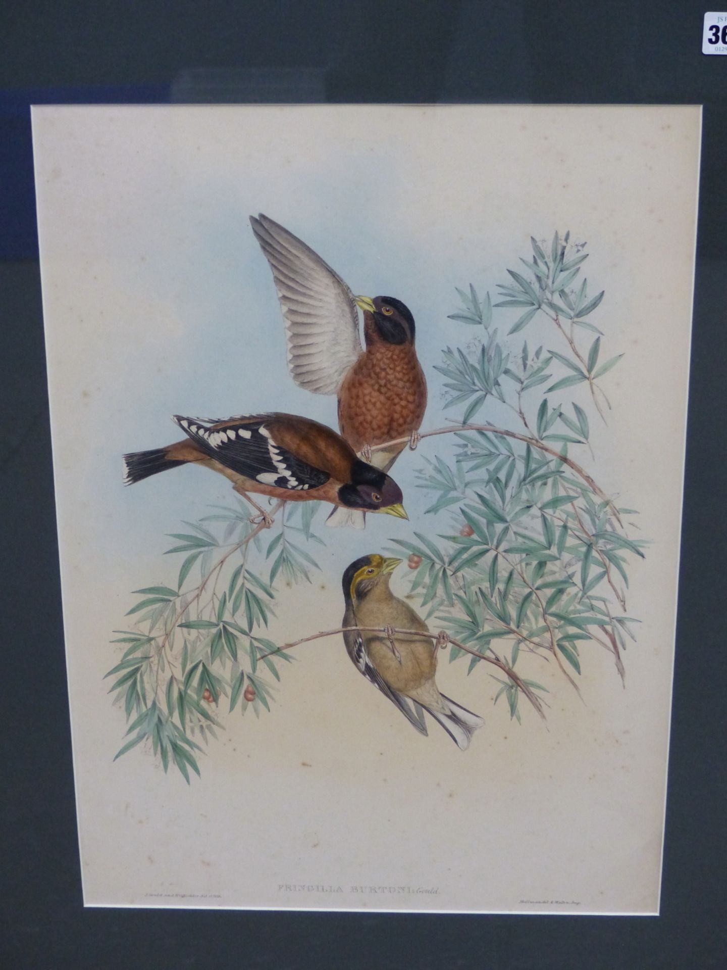 AFTER JOHN GOULD & HENRY CONSTANTINE RICHTER- THREE 19TH CENTURY COLOUR LITHOGRAPH PRINTS OF - Image 4 of 8