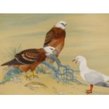 ROBIN HILL (B. 1932 AUSTRALIAN) ARR. TWO SQUARE TAIL KITES AND A SILVER GULL. WATERCOLOUR AND GOUACH
