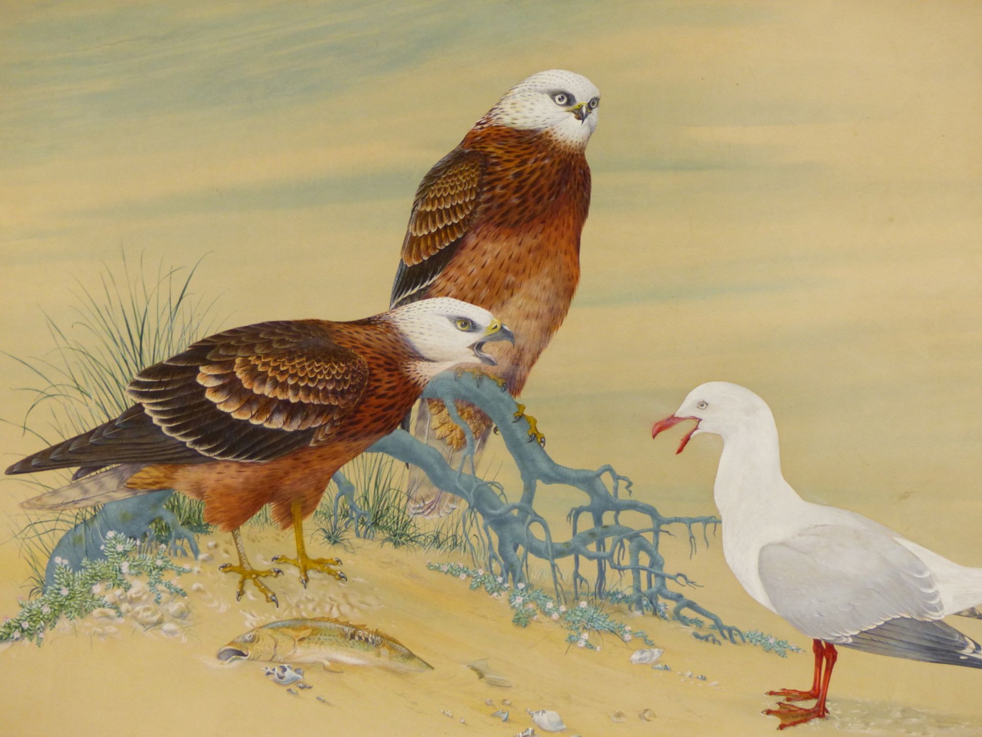 ROBIN HILL (B. 1932 AUSTRALIAN) ARR. TWO SQUARE TAIL KITES AND A SILVER GULL. WATERCOLOUR AND GOUACH