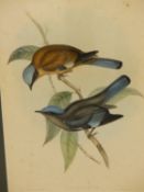 AFTER JOHN GOULD & HENRY CONSTANTINE RICHTER- THREE 19TH CENTURY COLOUR LITHOGRAPH PRINTS OF