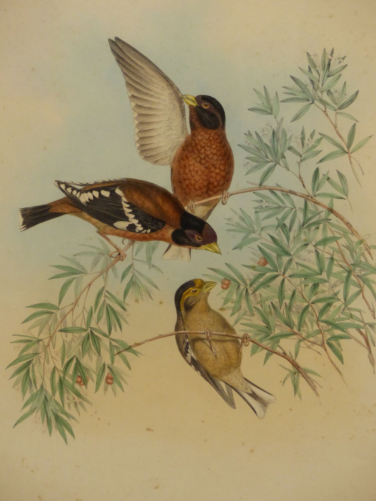 AFTER JOHN GOULD & HENRY CONSTANTINE RICHTER- THREE 19TH CENTURY COLOUR LITHOGRAPH PRINTS OF - Image 3 of 8