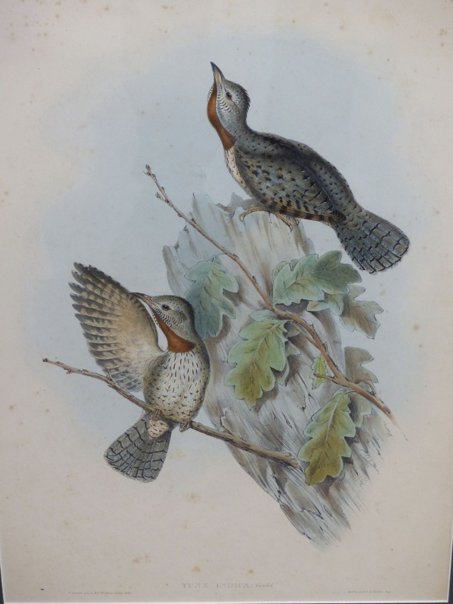 AFTER JOHN GOULD & HENRY CONSTANTINE RICHTER- THREE 19TH CENTURY COLOUR LITHOGRAPH PRINTS OF - Image 5 of 8