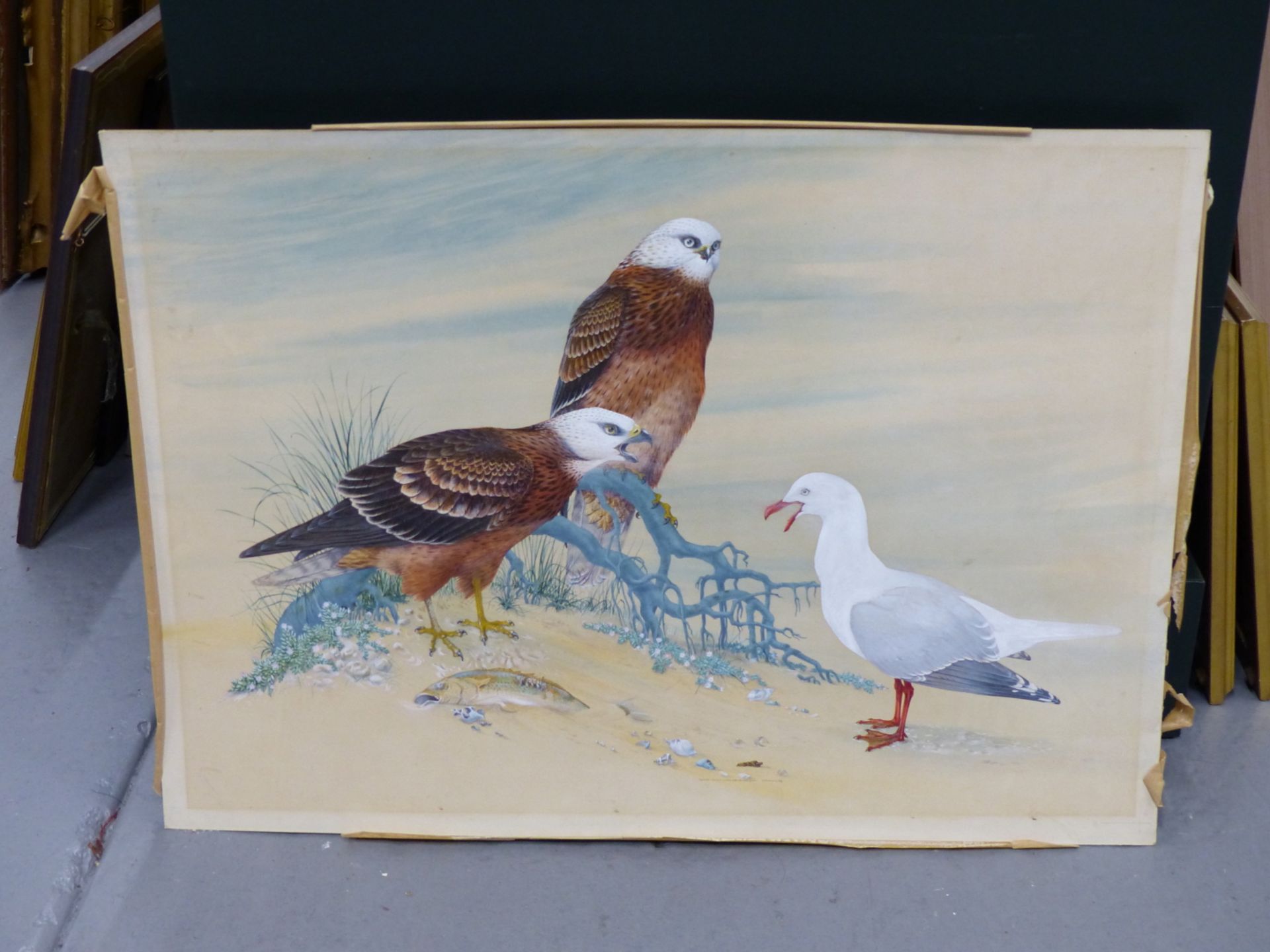 ROBIN HILL (B. 1932 AUSTRALIAN) ARR. TWO SQUARE TAIL KITES AND A SILVER GULL. WATERCOLOUR AND GOUACH - Image 3 of 5