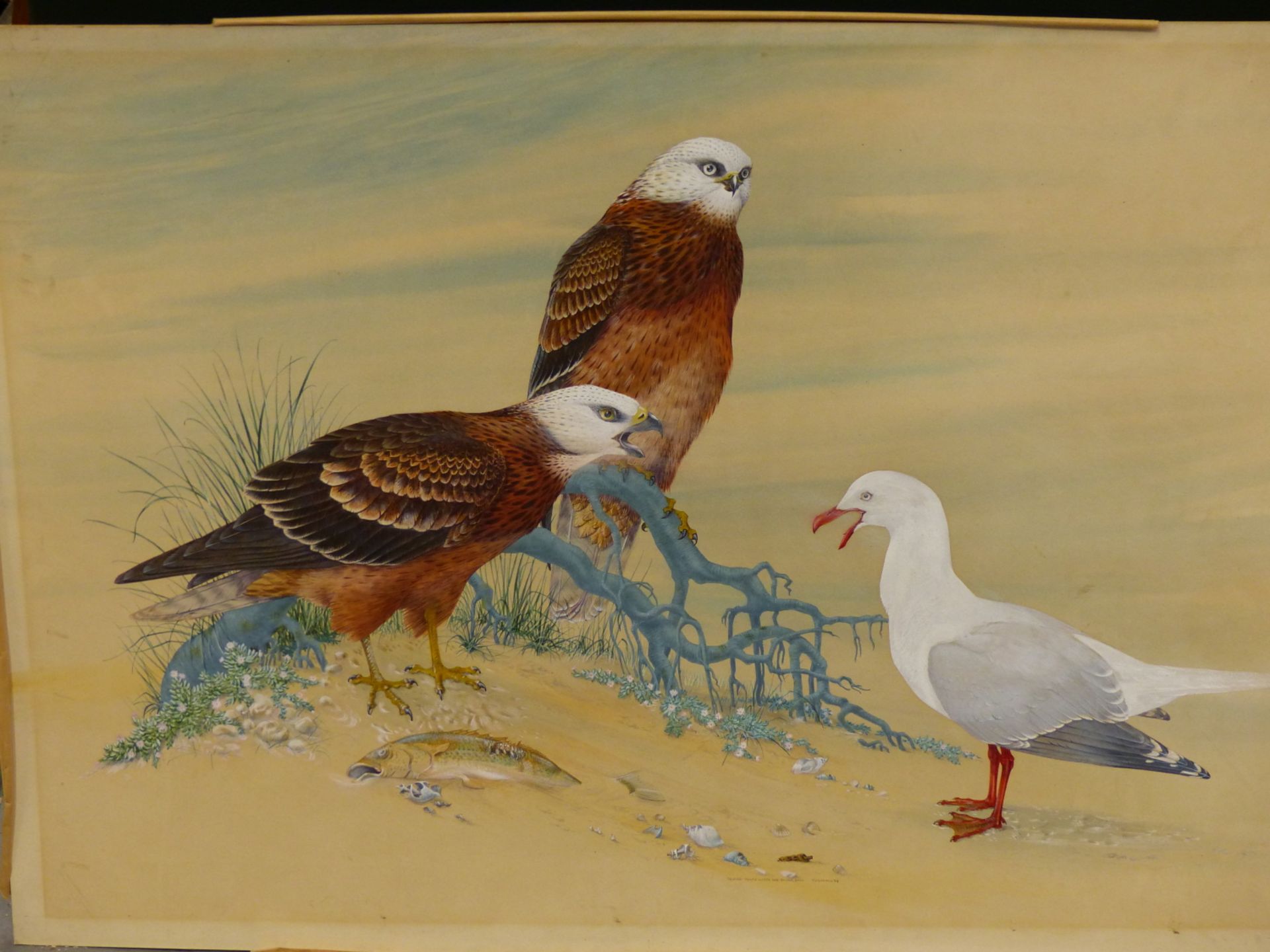 ROBIN HILL (B. 1932 AUSTRALIAN) ARR. TWO SQUARE TAIL KITES AND A SILVER GULL. WATERCOLOUR AND GOUACH - Image 2 of 5