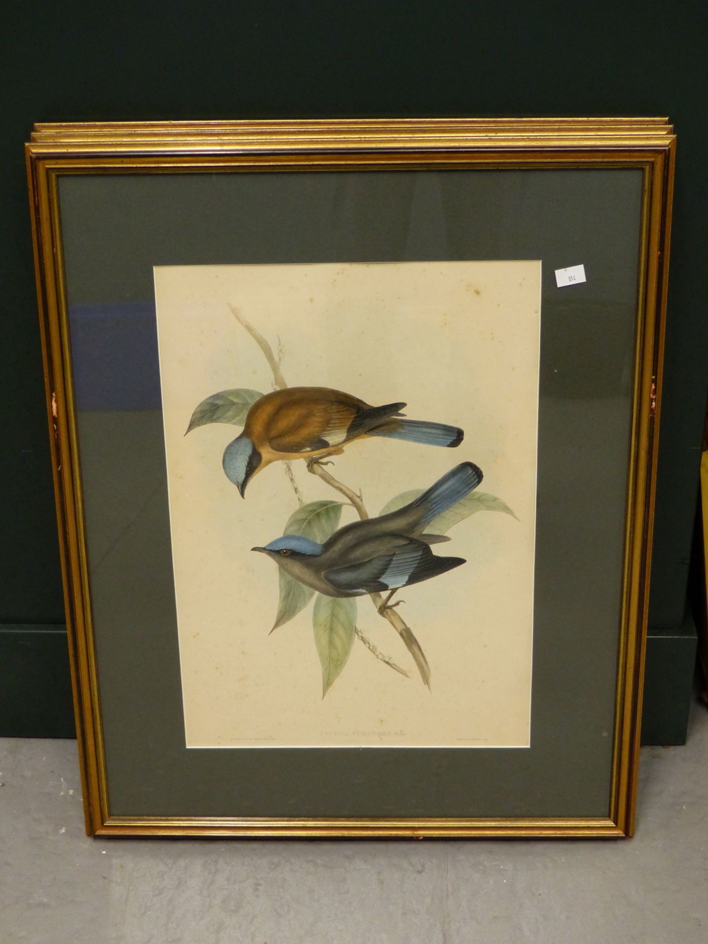 AFTER JOHN GOULD & HENRY CONSTANTINE RICHTER- THREE 19TH CENTURY COLOUR LITHOGRAPH PRINTS OF - Image 2 of 8