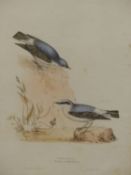 AFTER JOHN GOULD (1804-1881) WHEATEAR, HAND COLOURED ENGRAVING. 33 X 45 cm