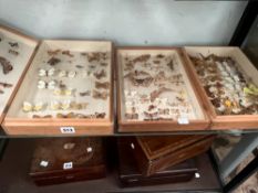 BUTTERFLIES AND MOTHS MOUNTED IN FOUR TRAYS