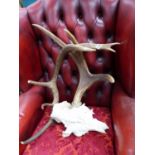 TAXIDERMY STAG ANTLERS.