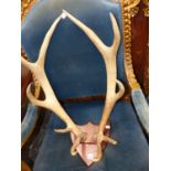 A SET OF SHIELD MOUNTED STAG ANTLERS