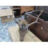 A TAXIDERMY STAGS HEAD WITH ANTLERS