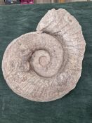 A LARGE FOSSIL AMMONITE