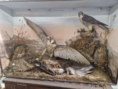 TAXIDERMY. A GROUP OF HAWKS OVER A PIGEON WITH TRAP IN A NATURALISTIC SETTING
