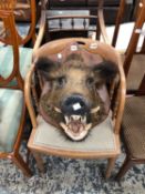TAXIDERMY - A MOUNTED BORE'S HEAD