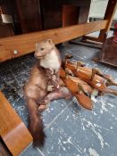 A TAXIDERMY PINE MARTIN TOGETHER WITH DEER HOOF COAT HOOKS, AND VINTAGE BOOT STRETCHERS