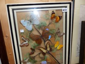 A FRAMED GROUP OF BUTTERFLIES