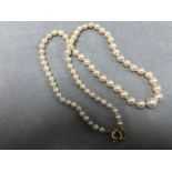 A PRINCESS ROW OF GRADUATED CULTURED PEARLS, KNOTTED WITH GOLD FITTINGS. LENGTH 46cms.