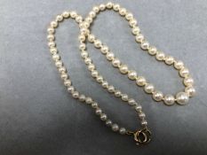 A PRINCESS ROW OF GRADUATED CULTURED PEARLS, KNOTTED WITH GOLD FITTINGS. LENGTH 46cms.