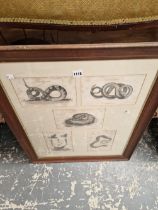 A FRAMED GROUP OF SNAKE PRINTS.