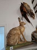 TAXIDERMY- A SEATED HARE AND A BRACE OF HANGING PHEASANT.