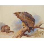 ARCHIBALD THORBURN (1860-1935), A GOLDEN EAGLE ON A BRANCH AS ANOTHER EATS ITS PREY, WATERCOLOUR,
