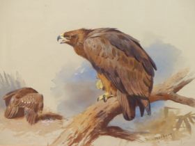 ARCHIBALD THORBURN (1860-1935), A GOLDEN EAGLE ON A BRANCH AS ANOTHER EATS ITS PREY, WATERCOLOUR,