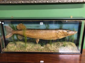 A TAXIDERMY PIKE IN A THREE SIDED GLAZED CASE. W 96cms.