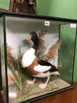 A TAXIDERMY SHELL DUCK IN A THREE SIDED GLAZED CASE. W 50 x H 50cms.